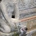 monkey_macaque_balinese_mf_ubud_v_1078_bal4796.jpg